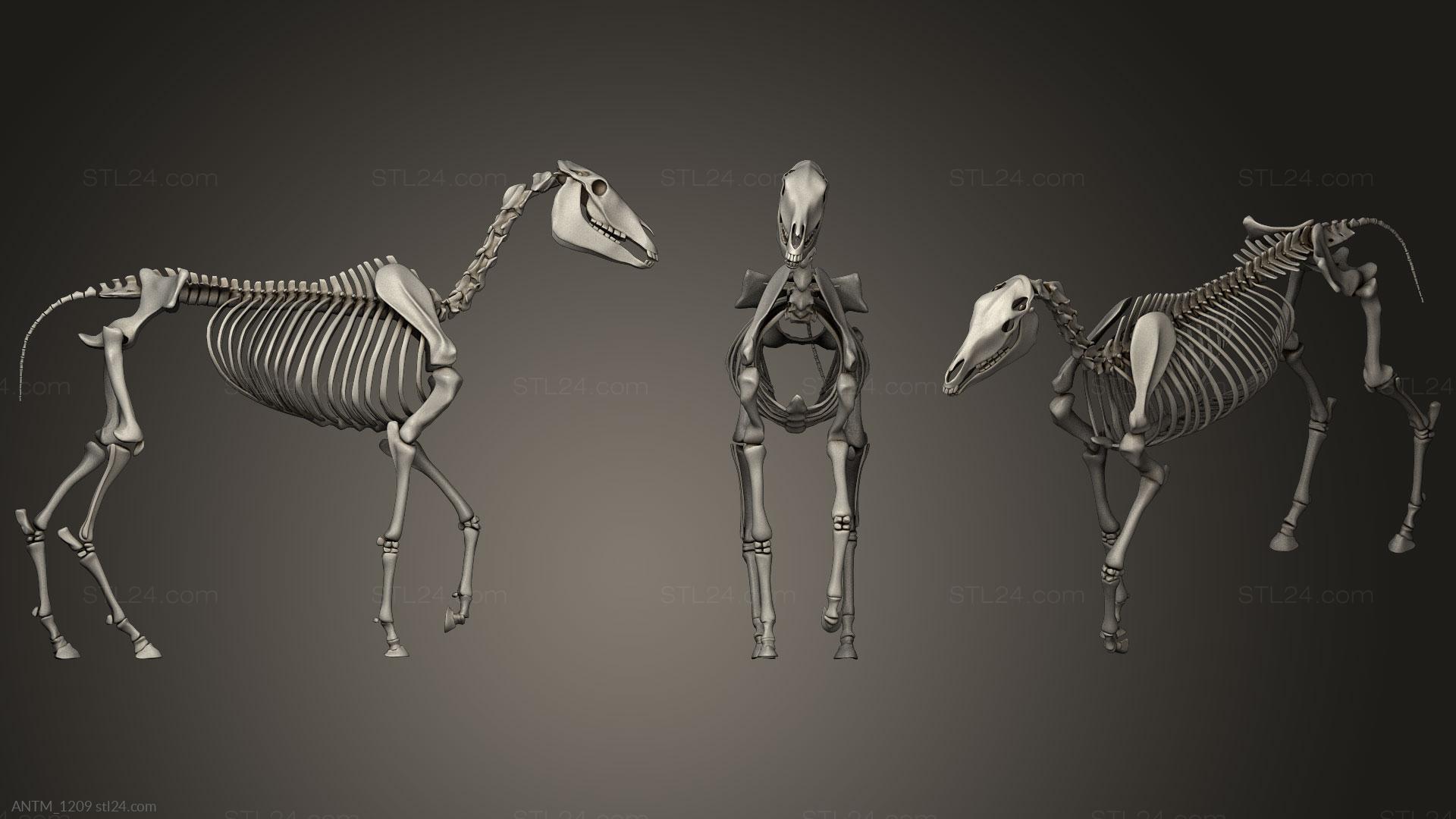 Anatomy of skeletons and skulls - Horse Skeleton, ANTM_1209. 3D stl model  for CNC
